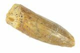Fossil Sauropod Dinosaur (Titanosaur) Tooth - Morocco #248853-1